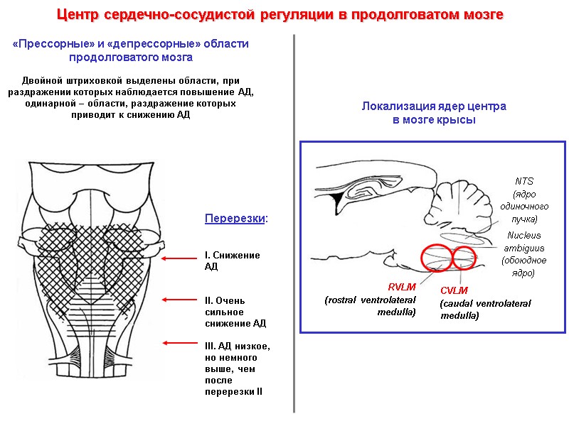 «Прессорные» и «депрессорные» области продолговатого мозга  Двойной штриховкой выделены области, при раздражении которых